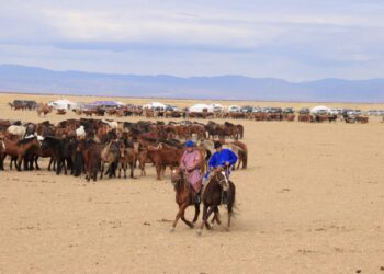 Тэс сумын 2024 оны мал тооллогын урьдчилсан дүн