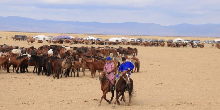 Тэс сумын 2024 оны мал тооллогын урьдчилсан дүн