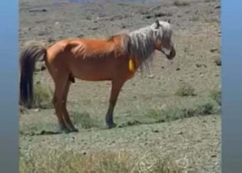 Улаан шарга азаргатай 19 тооны АДУУГАА хайж байна.