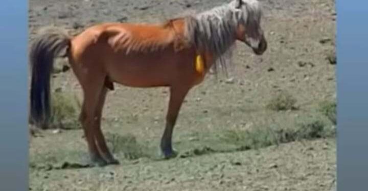 Улаан шарга азаргатай 19 тооны АДУУГАА хайж байна.