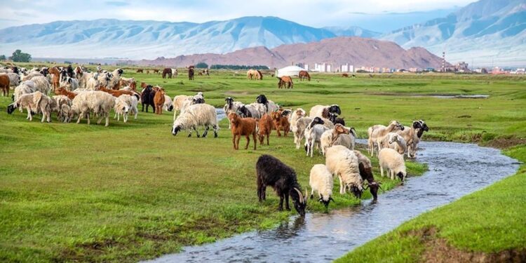 Гашууны голын домог