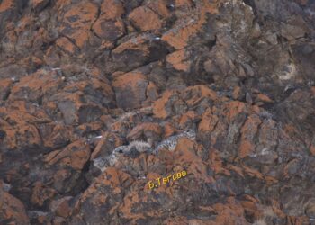 Монгол улс 1972 оноос цоохор ирвэс агнахыг хуулиар хоригложээ.