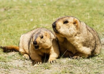 Увс аймаг 2025 онд ахуйн зориулалтаар 1000 тарвага агнана