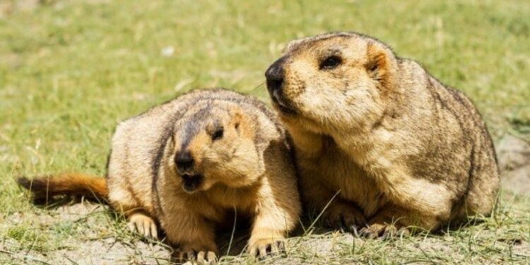 Увс аймаг 2025 онд ахуйн зориулалтаар 1000 тарвага агнана