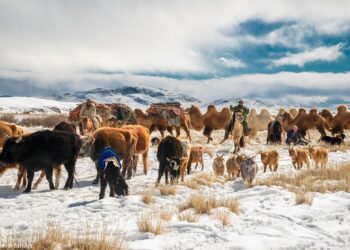 МАЛЧДЫН НҮҮДЭЛ ТОССОН НҮҮДЛИЙН ШТАБ БАЙГУУЛАГДЖЭЭ