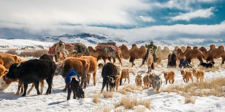 МАЛЧДЫН НҮҮДЭЛ ТОССОН НҮҮДЛИЙН ШТАБ БАЙГУУЛАГДЖЭЭ