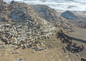 УЛСЫН ХАМГИЙН  САЙН МАЛЧИН  ТҮВДЭНГИЙН АВИРМЭД