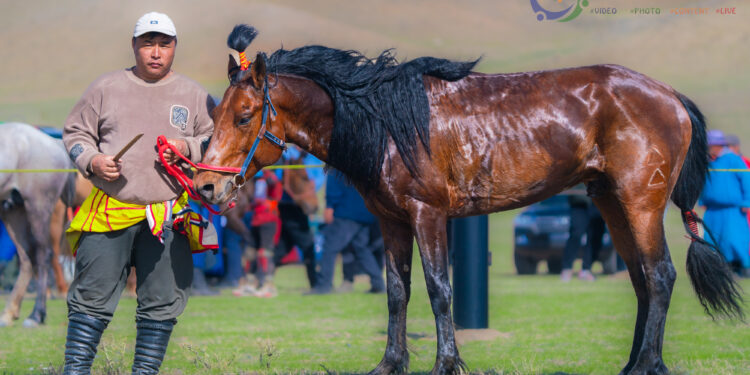 2025 ОНЫ ТӨВИЙН БҮСД АЙРАГДСАН АЗАРГАНУУД