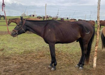 ГЭЭДСЭН МОРЬДЫН БАТТАЙ СУРАГ ГАРГАЖ ОЛЖ ӨГСӨН ХҮНД ӨНДӨР ШАГНАЛТАЙ