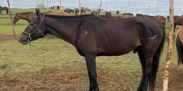 ГЭЭДСЭН МОРЬДЫН БАТТАЙ СУРАГ ГАРГАЖ ОЛЖ ӨГСӨН ХҮНД ӨНДӨР ШАГНАЛТАЙ