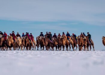 Тэмээний баяр-2025: Нутгийн АТ түрүүлж, Ховдоос аман хүзүүдлээ