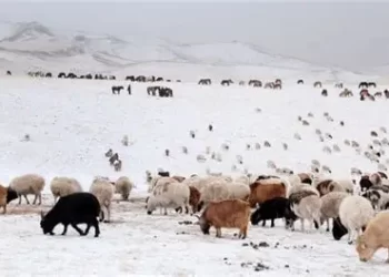 2025 оны жил эцсийн мал тооллого эхлэлээ