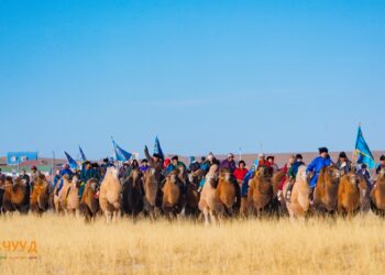Жилийн эцсийн мал тооллогоор 100-аас дээш тэмээ тоолуулсан өрхүүд тодорлоо