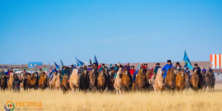 Жилийн эцсийн мал тооллогоор 100-аас дээш тэмээ тоолуулсан өрхүүд тодорлоо