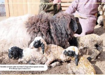 Цагаанхайрхан суманд дөрвөн ихэр хурга мэндэлжээ