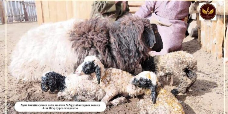 Цагаанхайрхан суманд дөрвөн ихэр хурга мэндэлжээ